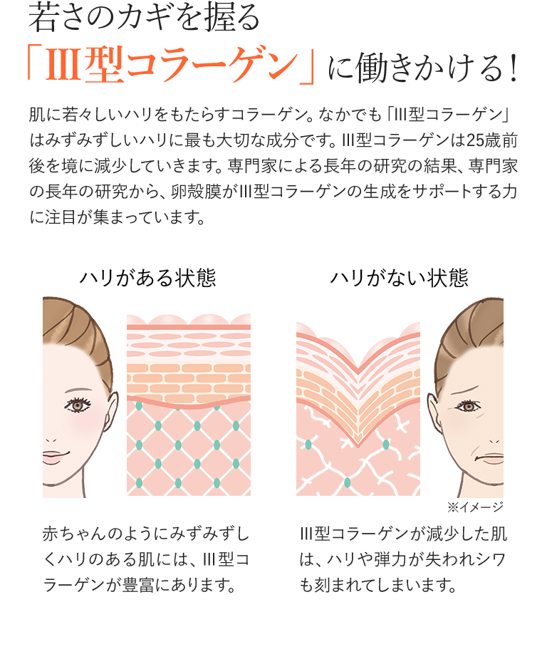 若さのカギを握る「III型コラーゲン」に働きかける!