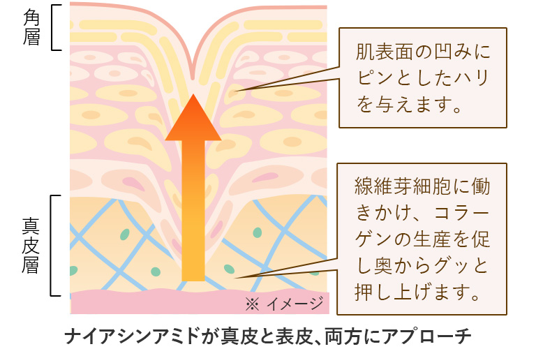 ナイアシンアミドが真皮と表皮、両方にアプローチ